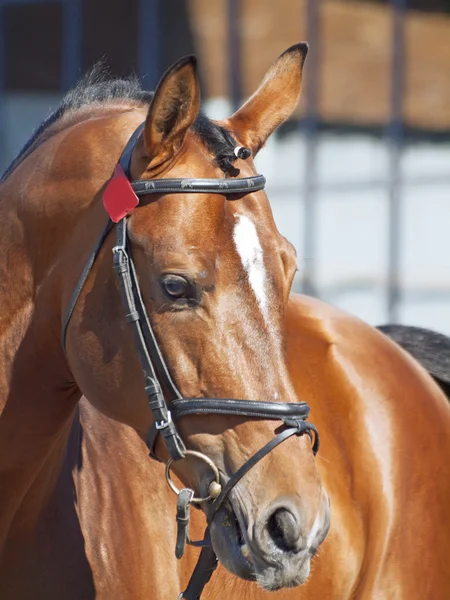 सुंदर बे घोडा पोर्ट्रेट — स्टॉक फोटो, इमेज
