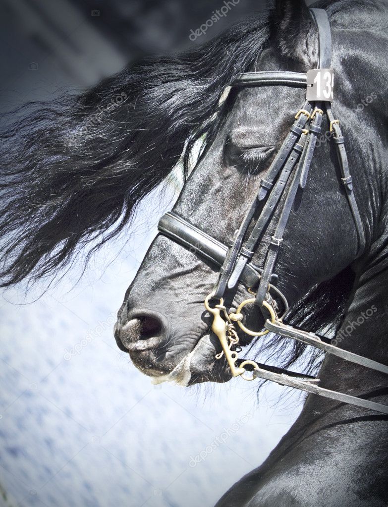 Fríský kůň fotos de stock, imágenes de Fríský kůň sin royalties | Depositphotos Fríský kůň fotos de stock, imágenes de Fríský kůň sin royalties | Depositphotos