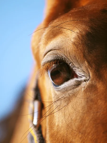 Oko zbliżenie czerwony koń niebieski niebo — Zdjęcie stockowe
