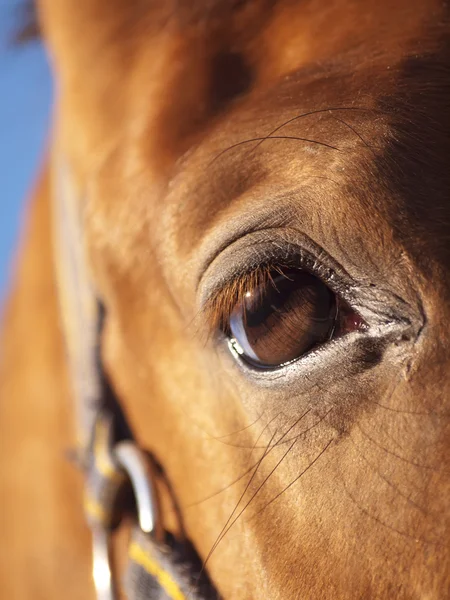 Ojo de caballo rojo primer plano en el cielo azul —  Fotos de Stock