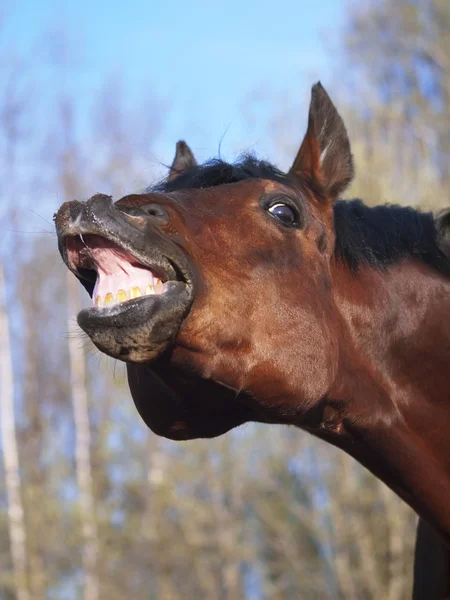 Koń z poczuciem humoru — Zdjęcie stockowe
