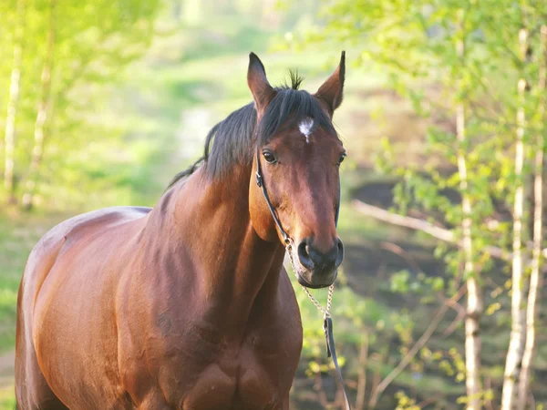 Bay horse in spring forest — Stock Photo, Image