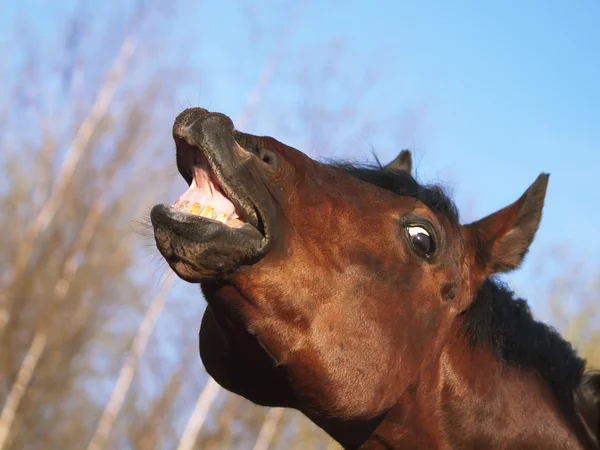 Pferd mit Sinn für Humor lizenzfreie Stockfotos