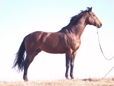 Bay horse at sky background