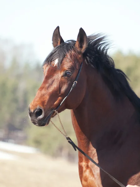 Retrato de hermoso caballo en campo de primavera — Foto de Stock