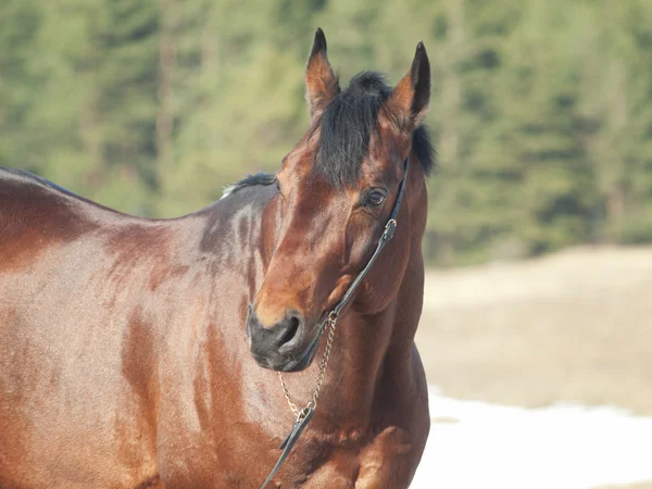 Hermoso caballo de la bahía en el campo de rociado — Foto de Stock