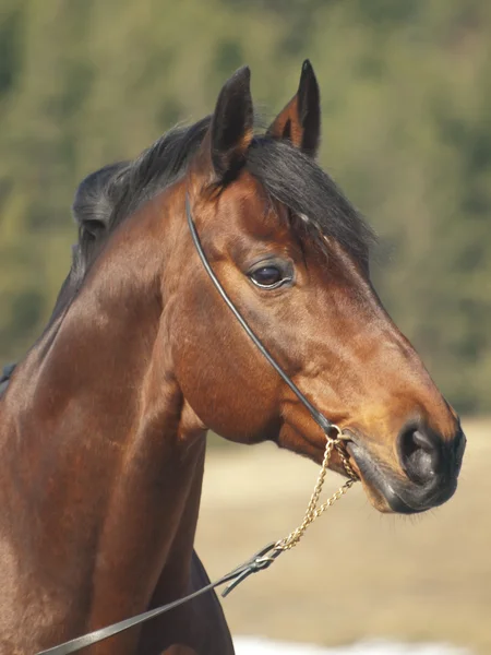 Portrét kůň v poli jaro — Stock fotografie