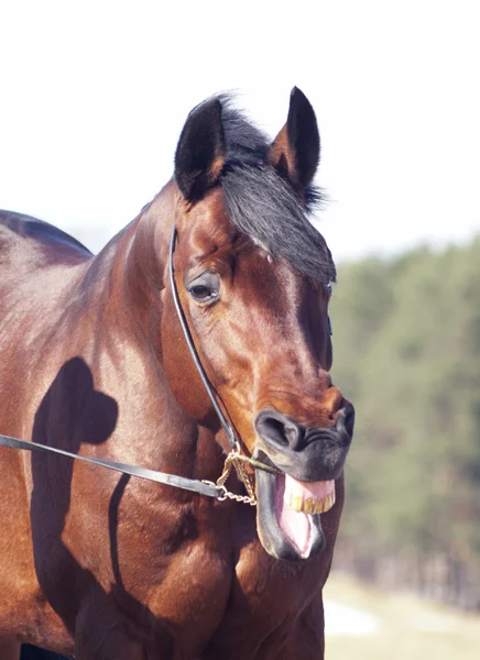 Morsom gjespende hest – stockfoto