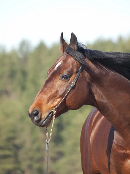 Portrait of nice breed bay stallion — Stock Photo, Image
