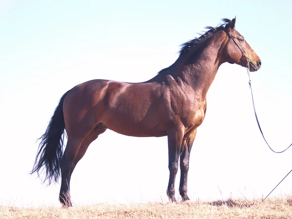 Bay horse at sky background — Stockfoto
