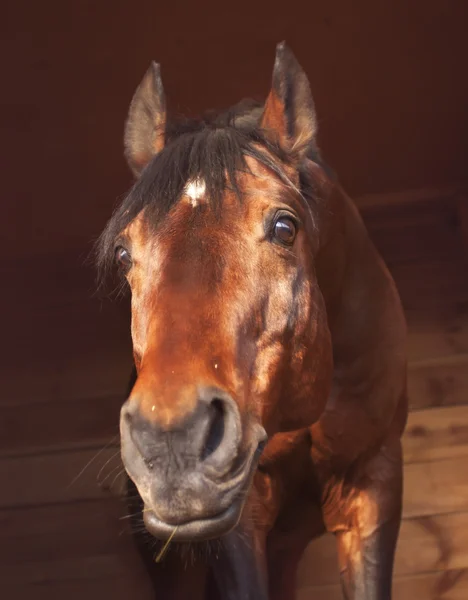 Portrait of horse with a sense of humor — Stock Photo, Image