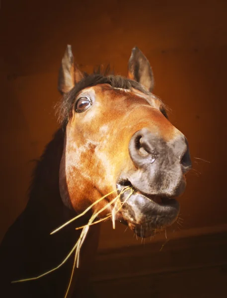 Portret van paard met een gevoel voor humor — Stockfoto