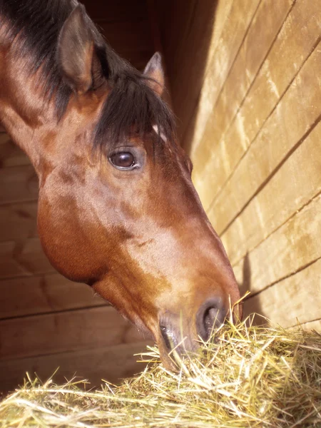 Eszik a ló laza mezőben portréja — Stock Fotó