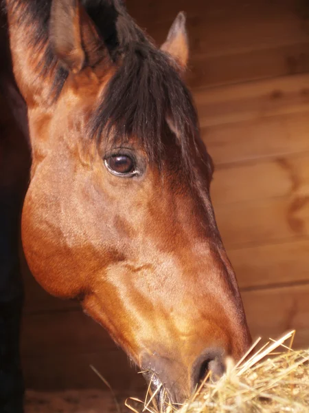 Portret jedzenie koni w luźne box — Zdjęcie stockowe