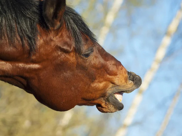 Paard met een gevoel voor humor — Stockfoto