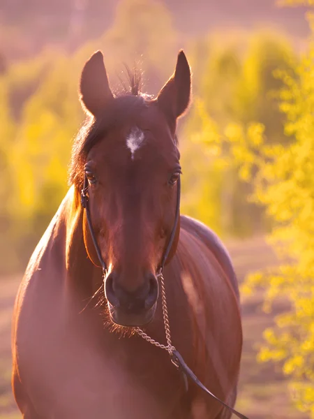 Koń w piękne łąki — Zdjęcie stockowe