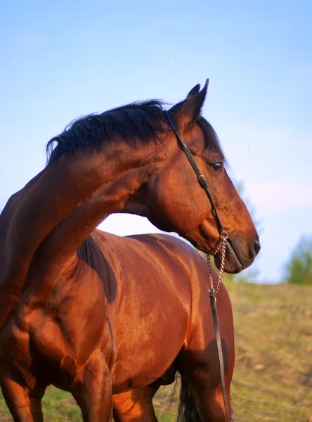 Portrét kůň v poli jaro — Stock fotografie