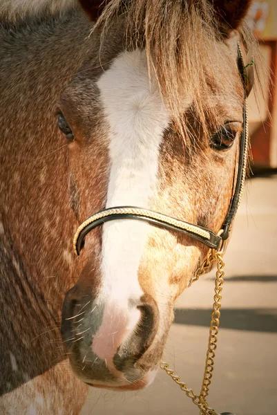 Portrait of welsh mountain pony — Stock Photo, Image