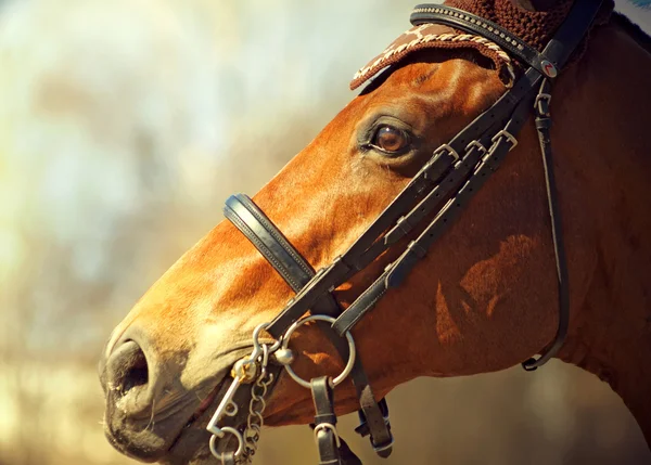 Portrait in profil of beautiful bay horse — Stock Photo, Image