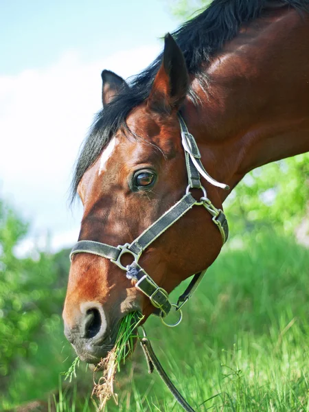 Portrét pastvy bay horse closeup — Stock fotografie