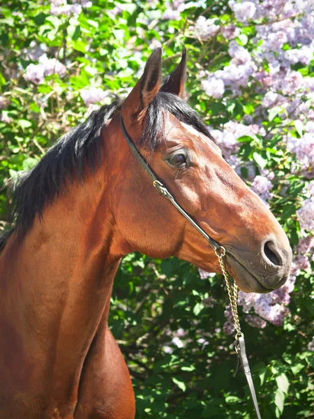 Retrato de bonito caballo de laurel cerca de flores lila — Foto de Stock