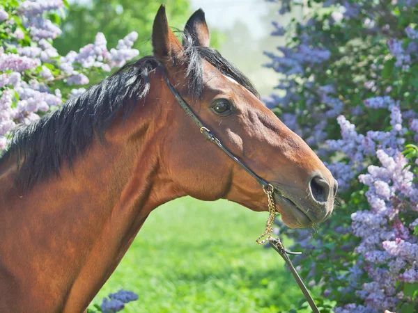 Portrait of bay stallion around lilac flowers — Stock Photo, Image