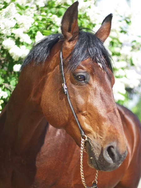 Portret van mooi paard in de buurt van bloem — Stockfoto