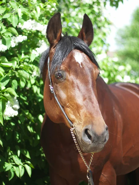Portret van mooi paard in de buurt van bloem — Stockfoto