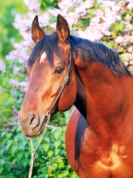 Sonnenuntergang Porträt des Pferdes — Stockfoto