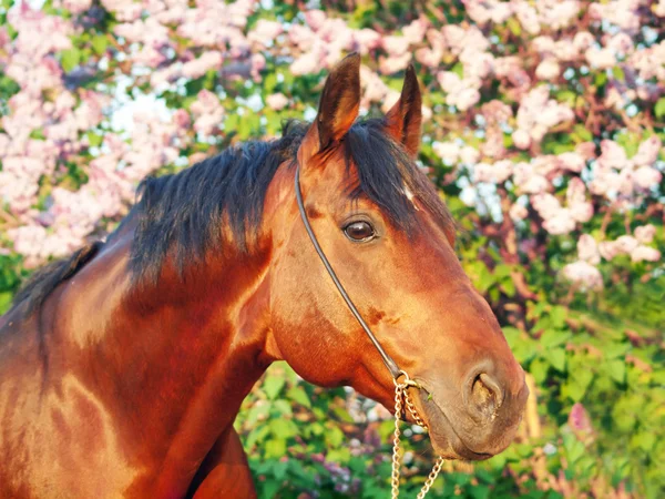Pôr do sol retrato de cavalo — Fotografia de Stock