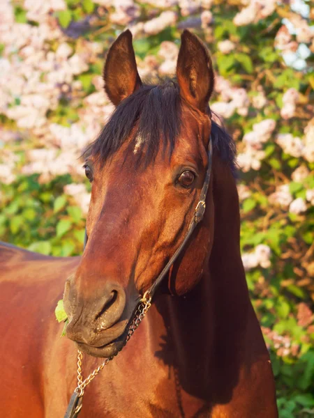Západ slunce portrét krásné koně na květinové pozadí — Stock fotografie