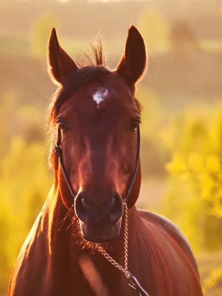 Ηλιοβασίλεμα πορτρέτο του αλόγου — Φωτογραφία Αρχείου