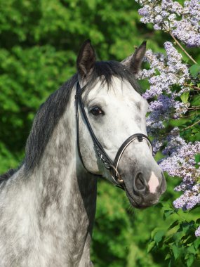 Portrait of grey horse near blossom bush clipart