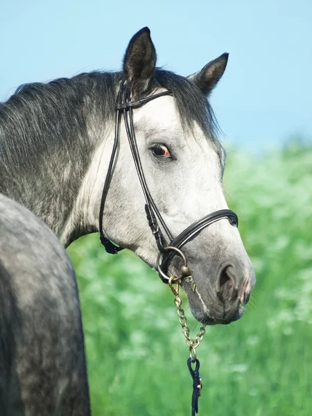 Porträtt av grå häst nära blossom bush — Stockfoto