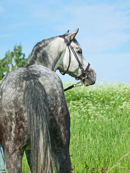 Bonito caballo gris en pradera verde — Foto de Stock
