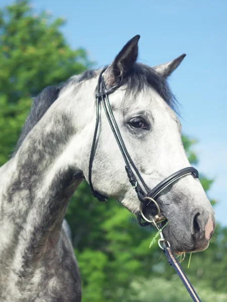 Portrait of nice grey horse — Stock Photo, Image