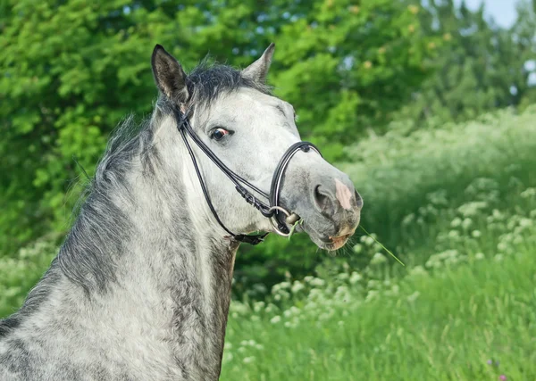 Portrait of nice grey horse in spring field — Stock Photo, Image