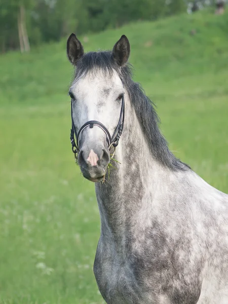 Portrait of nice grey horse in green field — Stock Photo, Image