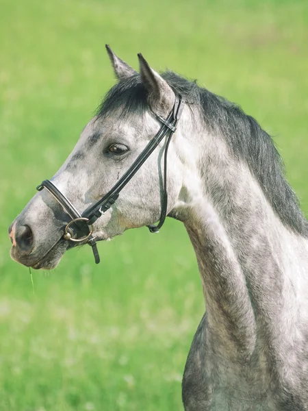 Portret van grijze paard in de buurt van bloesem bush — Stockfoto