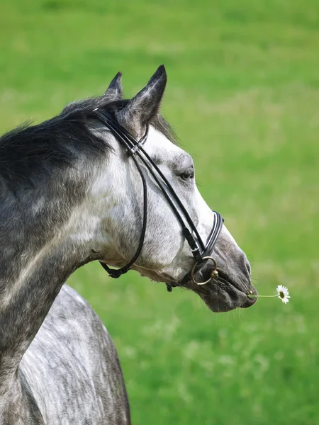 Ritratto di cavallo grigio con margherita — Foto Stock