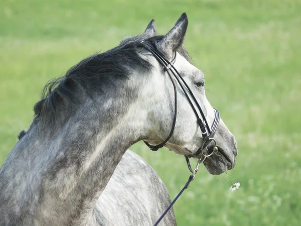 Retrato de cavalo cinza agradável com margarida — Fotografia de Stock