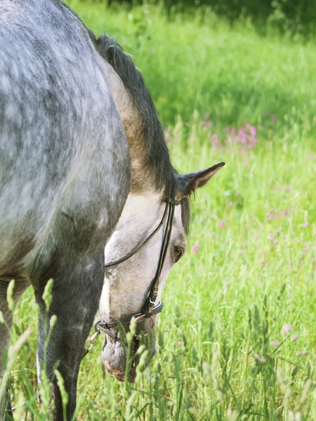 Grazing cavalo cinza agradável no campo de primavera — Fotografia de Stock
