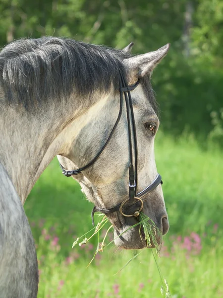 Портрет серой лошади рядом с цветущим кустом — стоковое фото