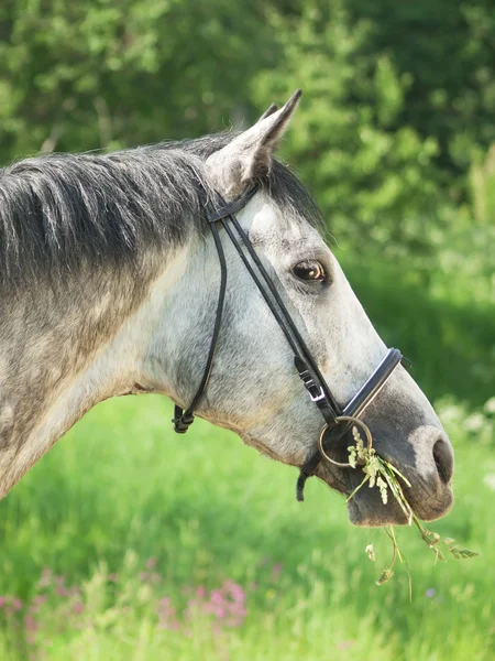 Bonito caballo gris en campo de primavera — Foto de Stock