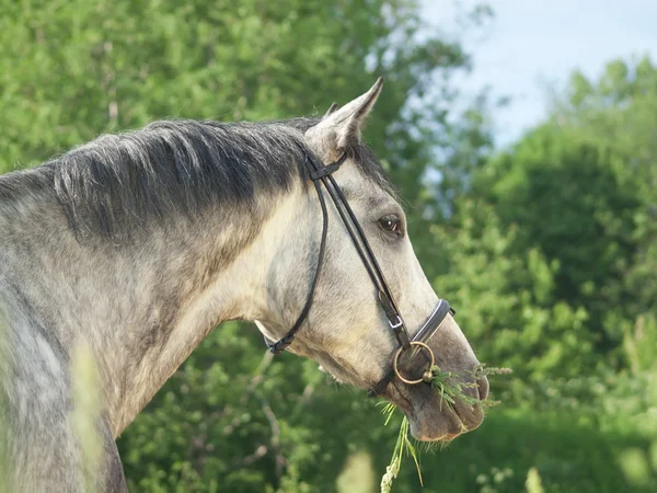 Portrait of grey horse — Stock Photo, Image