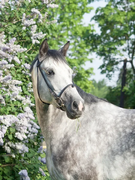 Retrato de cavalo cinzento perto de arbusto de flor — Fotografia de Stock