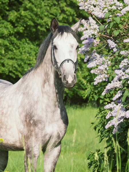 Портрет сірого коня біля квітучого куща — стокове фото