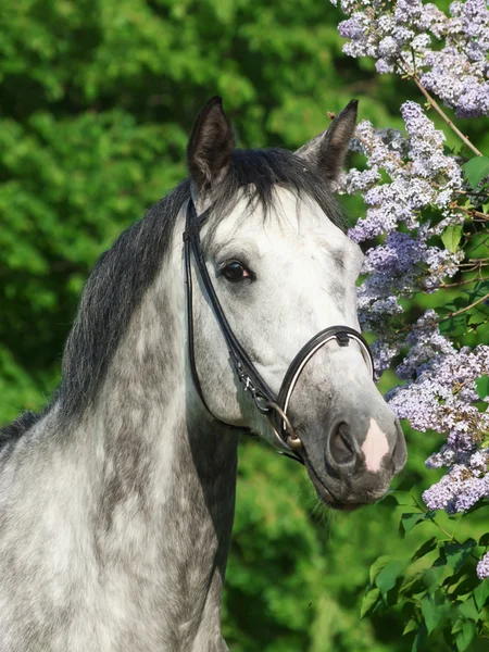 Retrato de caballo gris cerca del arbusto de la flor — Foto de Stock