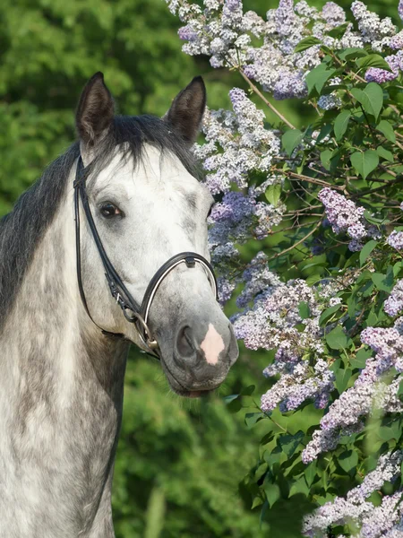 Портрет сірого коня біля бузкових квітів — стокове фото