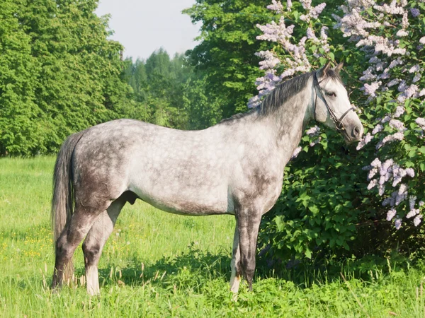 Exterior de cavalo cinzento perto de arbusto de flor — Fotografia de Stock